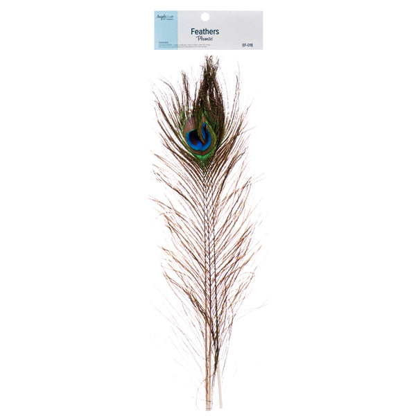 Angels Craft Feathers Peacock (12 Pack)