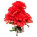 Af Bolocephalus 6 Flowers (24 Pack)