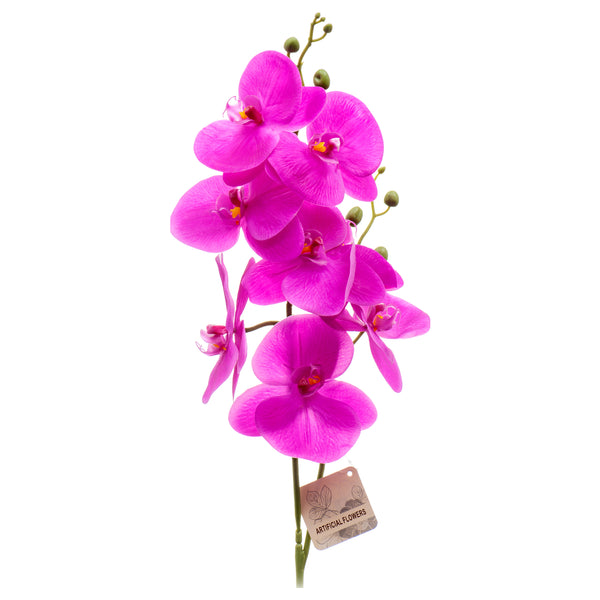 Af Moth Orchid Violet 1 Pk (24 Pack)